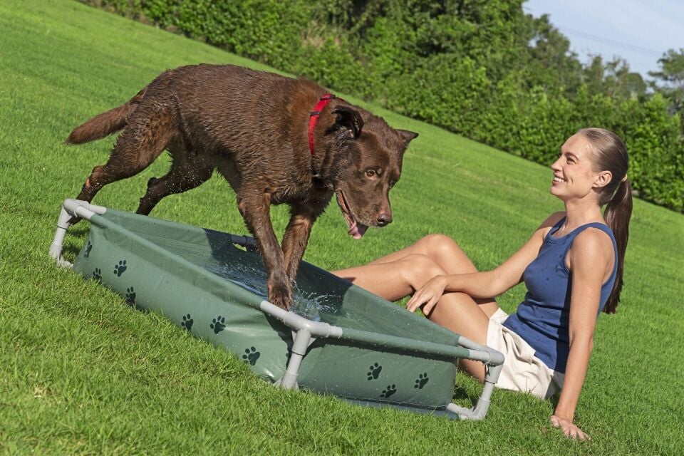 Bestway 561RG Fetchin Fun Köpek Oyun Havuzu & Yükseltilmiş Yatak 1,02 m x 74 cm x 20 cm